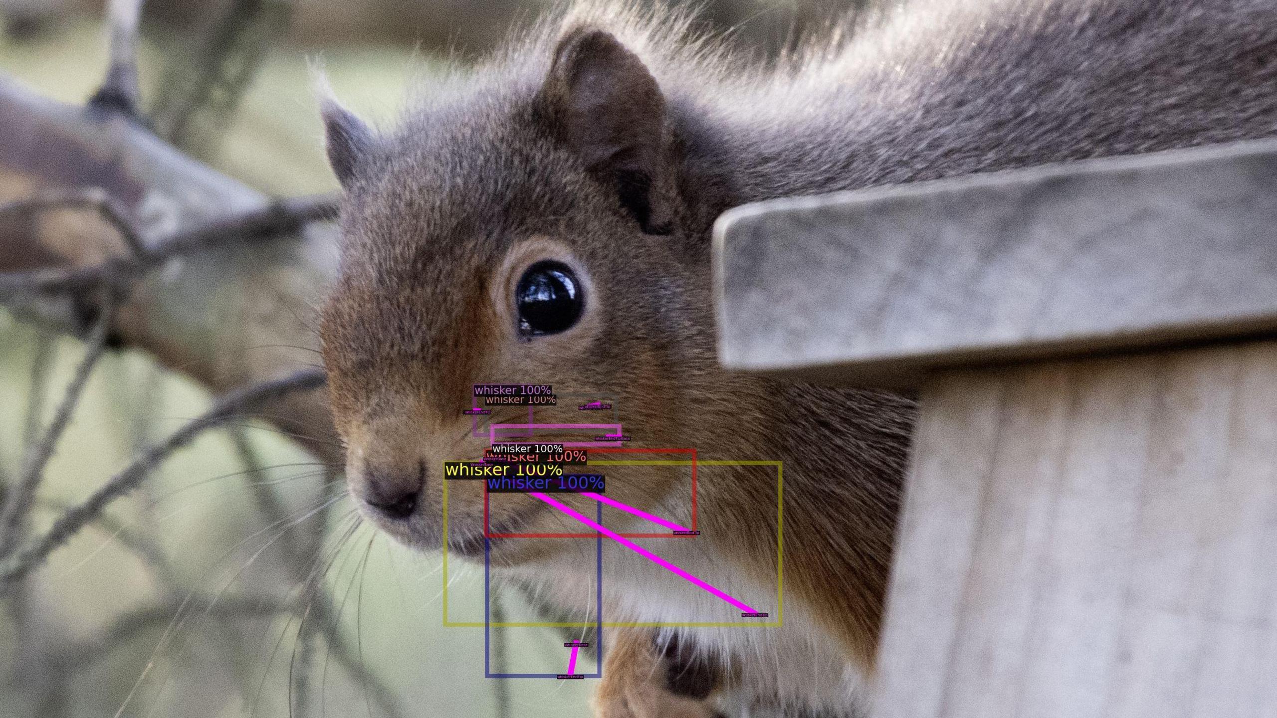 A red squirrel with its whiskers highlighted in boxes by an AI system